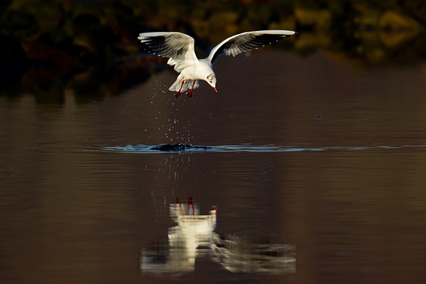 Hovering Black headed Gull and reflection. Jan '17.