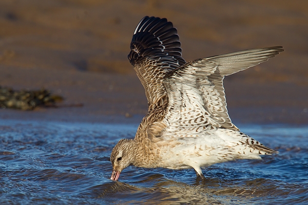 Bar tailed Godwit with raised wings 2. Feb '17.