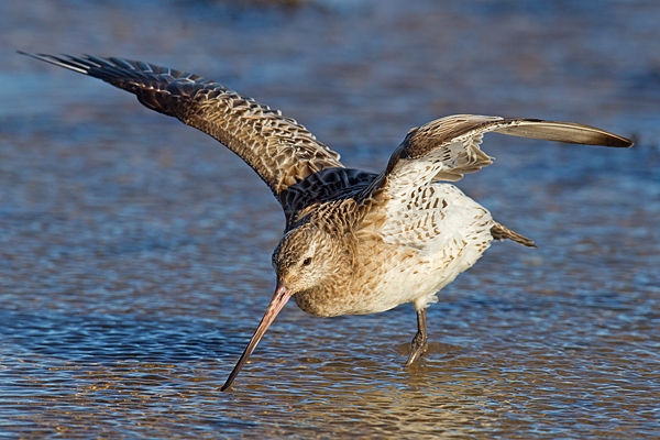 Bar tailed Godwit feeding with raised wings. Feb '17.