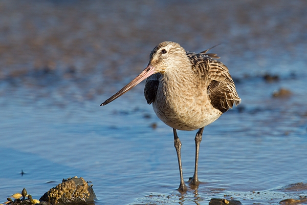 Bar tailed Godwit glancing upwards. Feb '17.