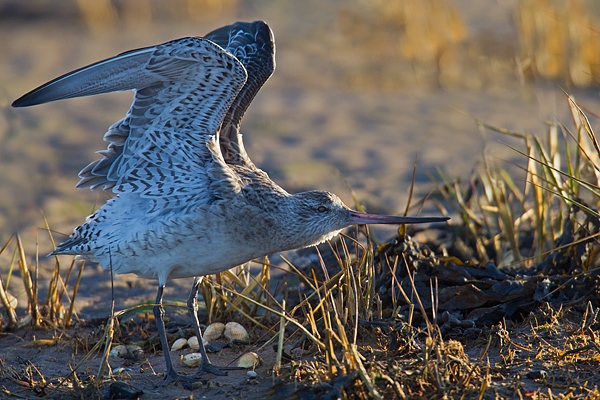 Bar tailed Godwit with upstretched wings. Feb '17.