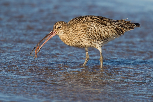 Curlew feeding 1. Feb '17.