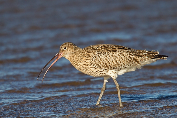 Curlew feeding. Feb '17.