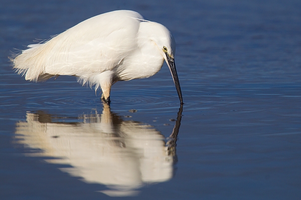 Little Egret and reflection. Feb '17.