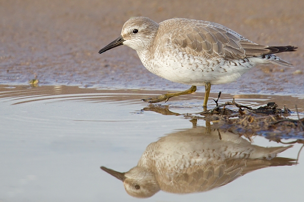 Knot and reflection. Feb '17.