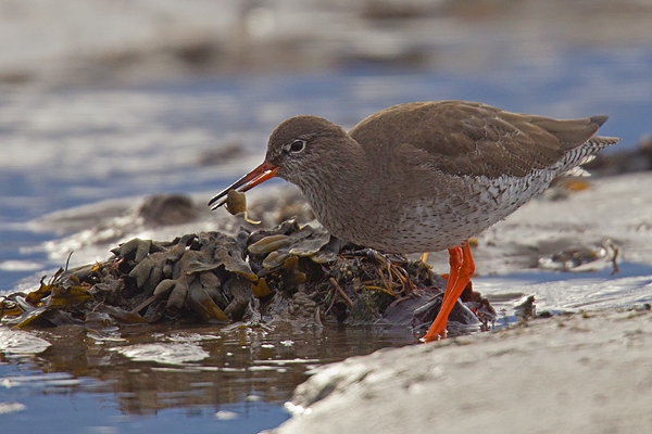 Redshank feeding. Feb '17.