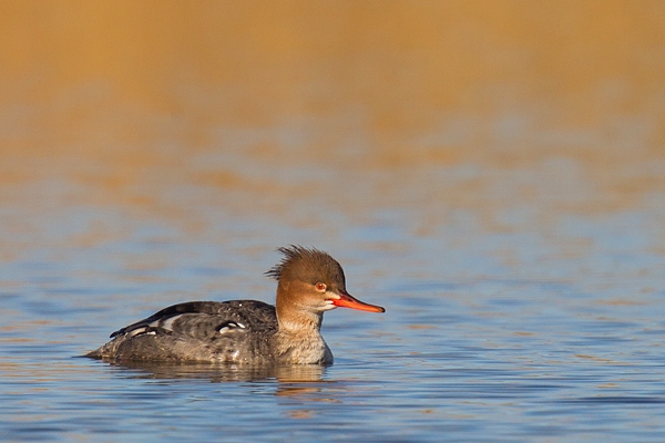 Female Goosander and reflected reeds. Feb '17.