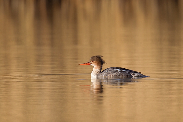 Female Goosander on golden pond 2. Feb '17.