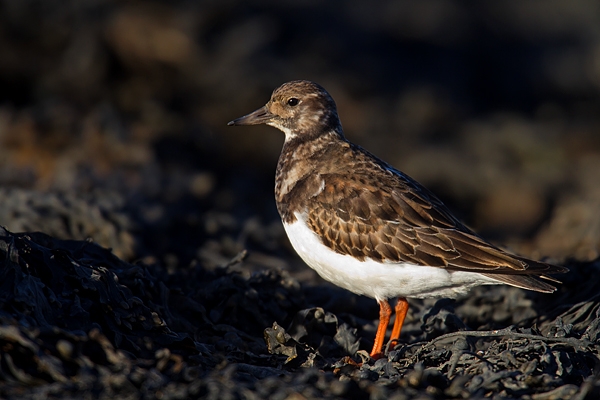 Turnstone in seaweed. Feb '17.