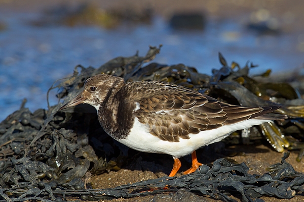 Turnstone feeding in seaweed. Feb '17.