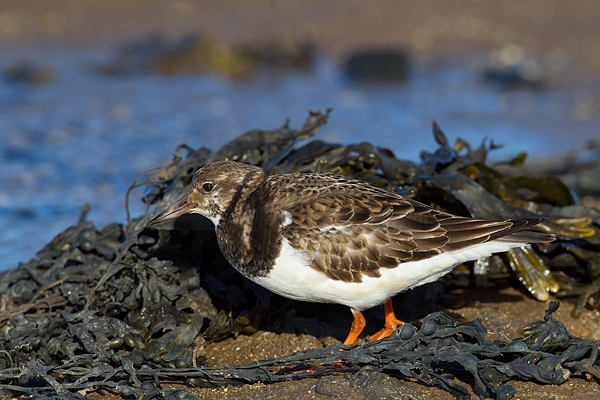 Turnstone and seaweed 2. Feb '17.