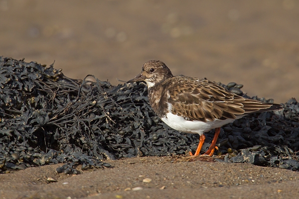 Turnstone and seaweed 1. Feb '17.