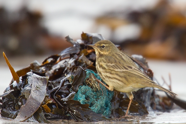 Rock Pipit. Feb '17.