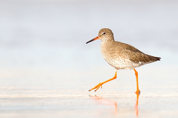 Redshank stepping out. Feb '17.