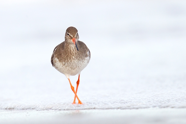 Redshank walking thru sea foam. Feb '17.