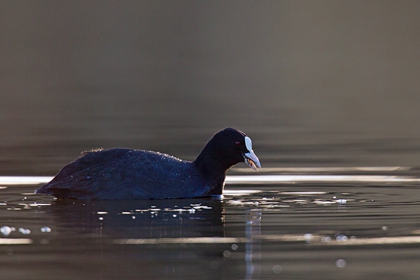 Coot feeding. Mar '17.