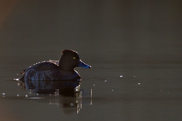 Female Tufted duck. Mar '17.