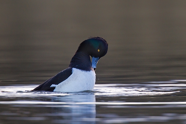 Male Tufted duck. Mar '17.