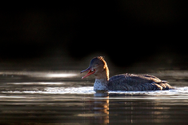 Female Goosander swallowing fish. Mar '17.