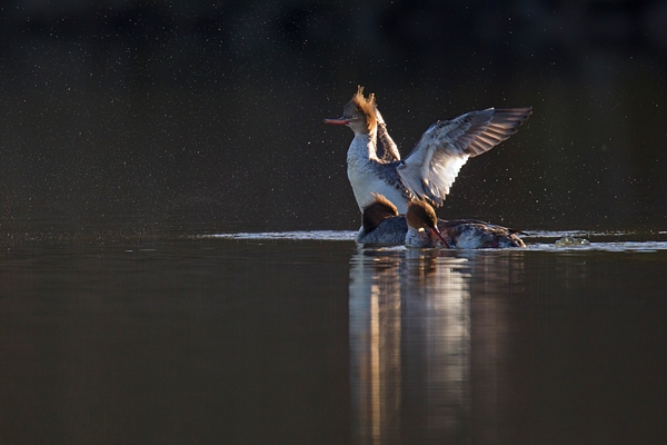 Female Goosander trio. Mar '17.