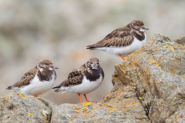 3 Turnstones. Mar '17.