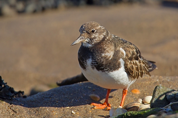 Turnstone and shells. Mar '17.