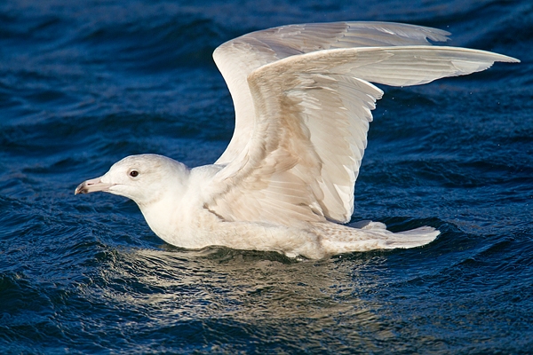 Glaucus Gull about to take off. Mar '17.