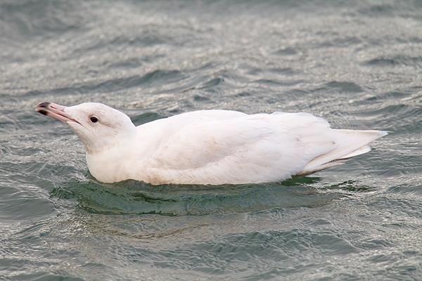 Glaucus Gull on sea. Mar '17.