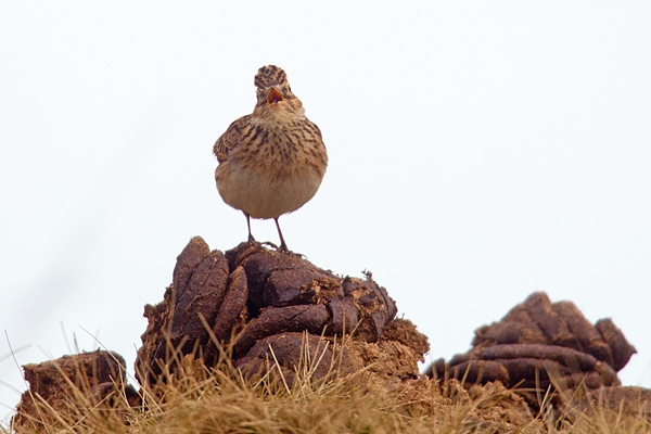 Skylark singing on dung pile. Mar '17.