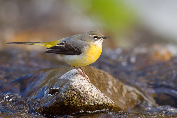 Grey Wagtail on river rock. Apr '17.