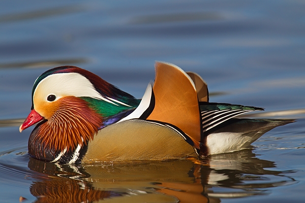 Mandarin drake. Apr '17.