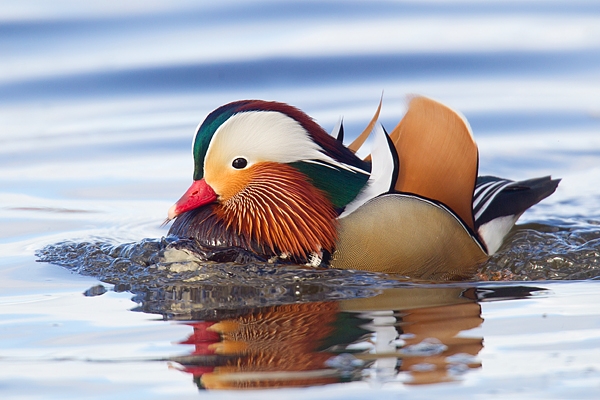 Mandarin drake and bubbles. Apr '17.