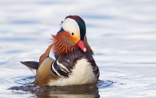 Mandarin drake rearing up on river. Apr '17.