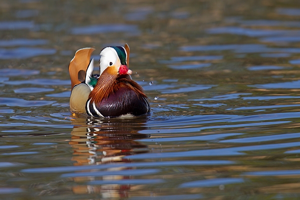 Mandarin drake and water droplets. Apr '17.