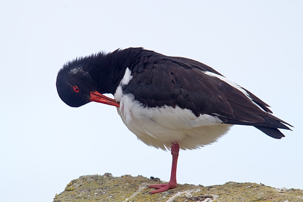 Oystercatcher preening. Apr '17.