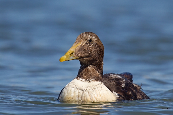 Juvenile Eider. Apr '17.