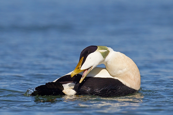 Male Eider preening. Apr '17.