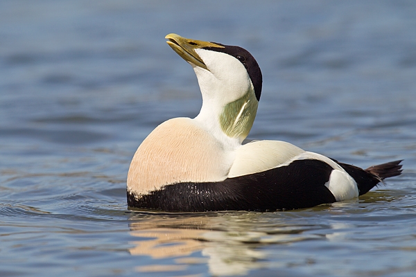 Male Eider display. Apr '17.