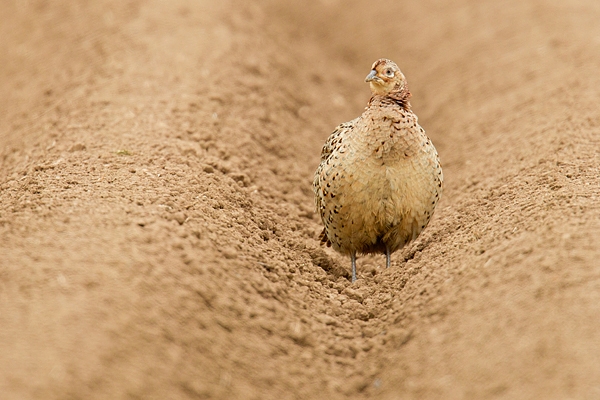 Hen Pheasant in field furrow. May '17.