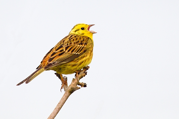 Yellowhammer singing. May '17.