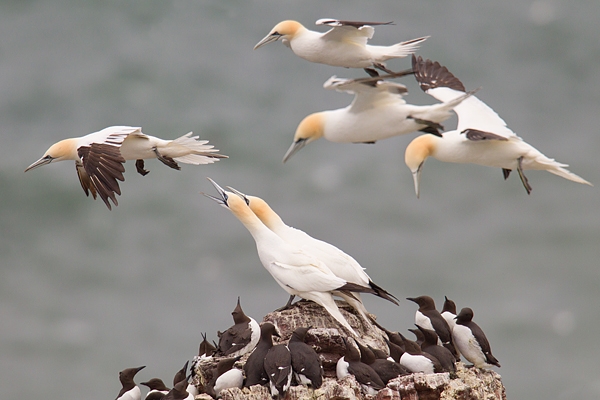 Gannets and Guillemots. May '17.