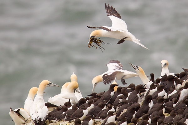 Gannet flying in with nest material 2.May '17.