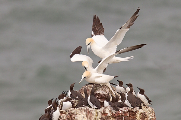 Gannets threesome. May '17.