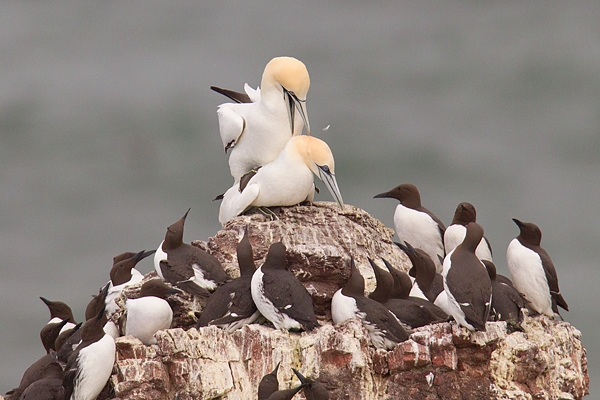 Gannets mating. May '17.