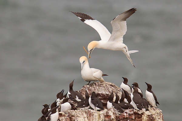 Gannets courtship. May '17.
