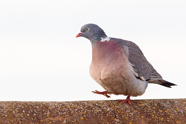 Wood Pigeon on roof ridge. May '17.
