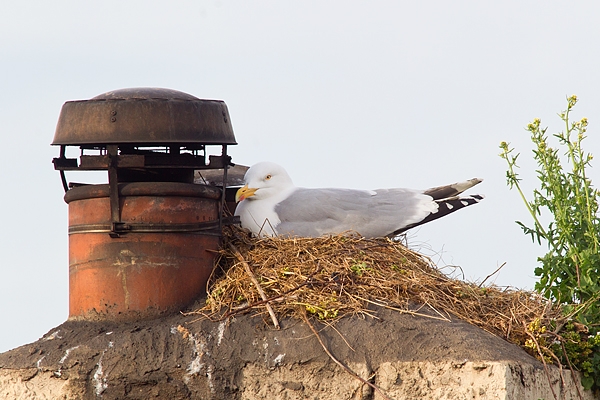 Herring Gull nesting on chimney. May '17.