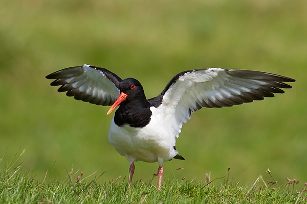 Oystercatcher with raised wings. May '17.