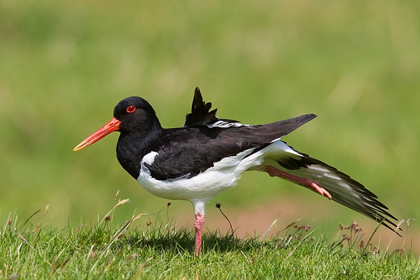 Oystercatcher stretching out. May '17.
