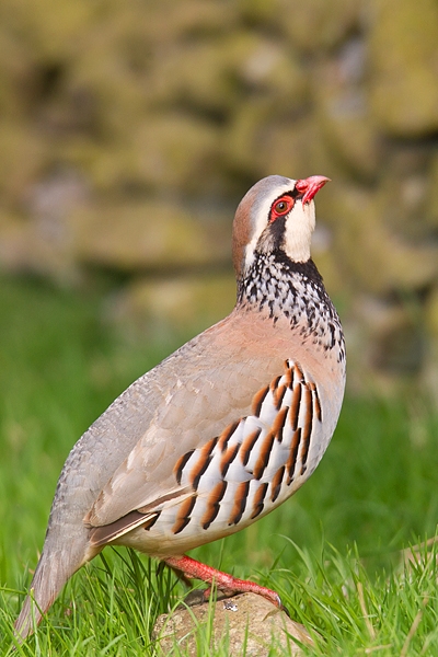 Red legged Partridge about to leap. May '17.